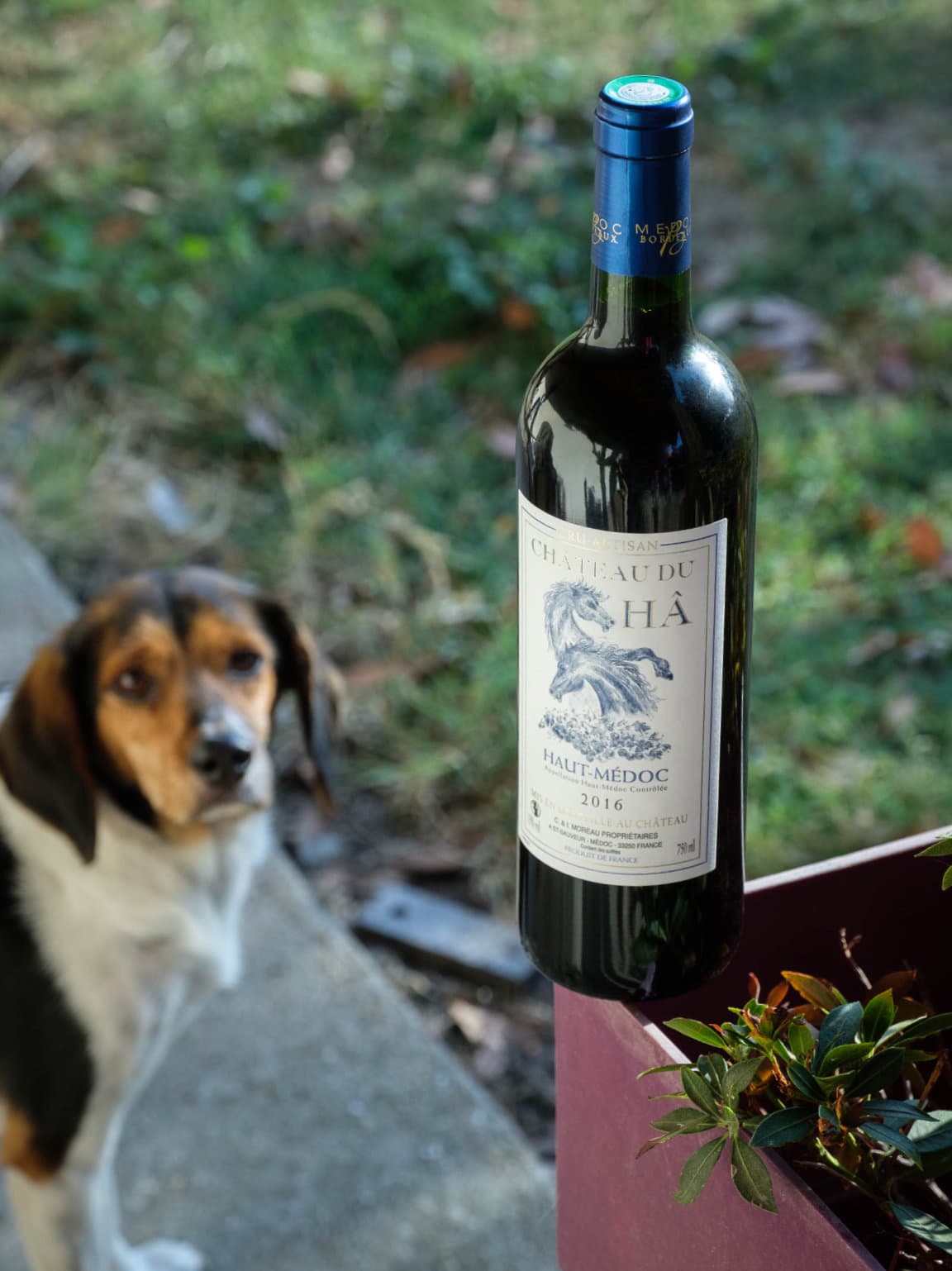 Une bouteille de Château du Hâ