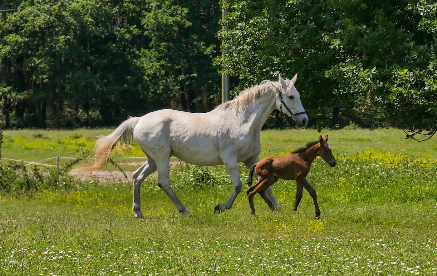 Des chevaux au galop sur le domaine du Château du Hâ