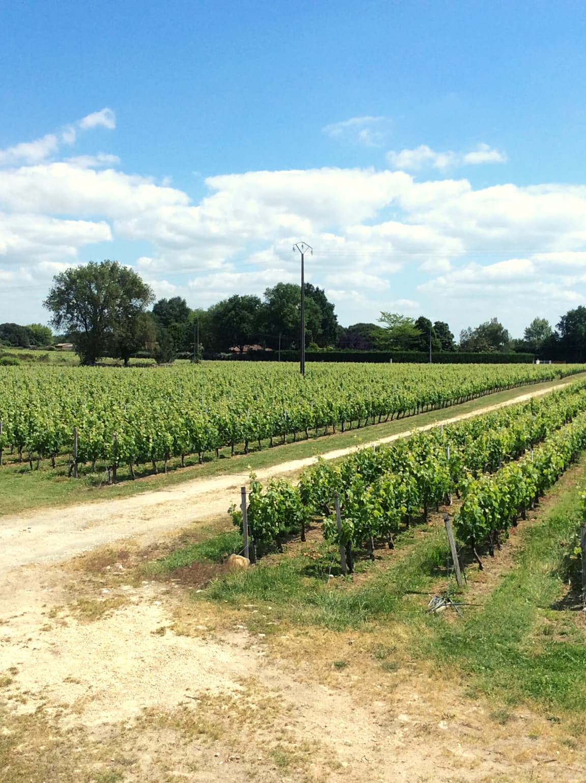 Vue du vignoble du Château du Hâ